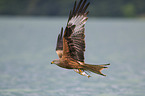 flying Red Kite