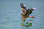 flying Red Kite