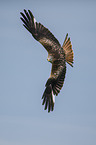 flying Red Kite