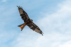 red kite