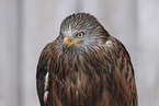 red kite