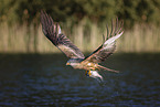 red kite