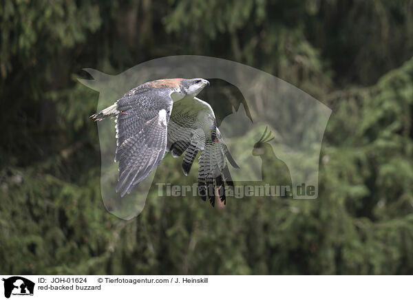 Rotrckenbussard / red-backed buzzard / JOH-01624