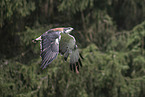 red-backed buzzard