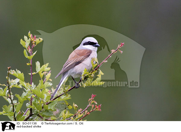 Neuntter / red-backed shrike / SO-01136