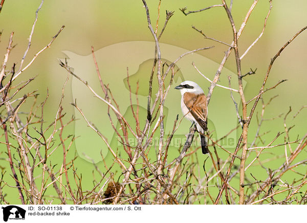 Neuntter / red-backed shrike / SO-01138