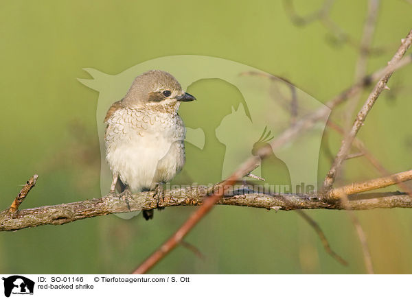 Neuntter / red-backed shrike / SO-01146