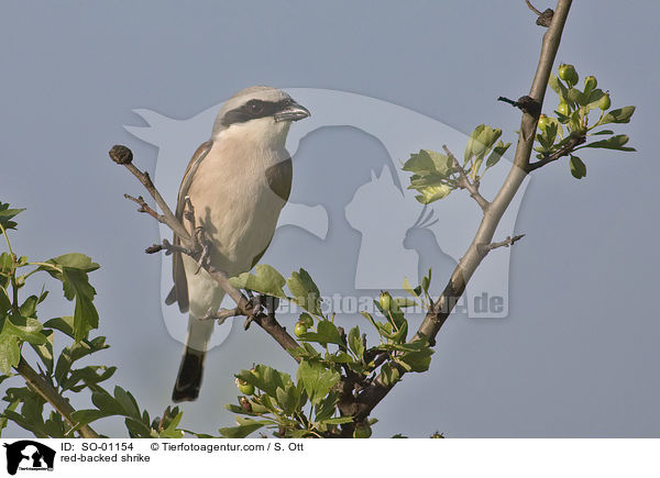 Neuntter / red-backed shrike / SO-01154