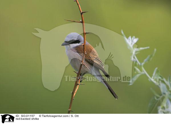 Neuntter / red-backed shrike / SO-01157