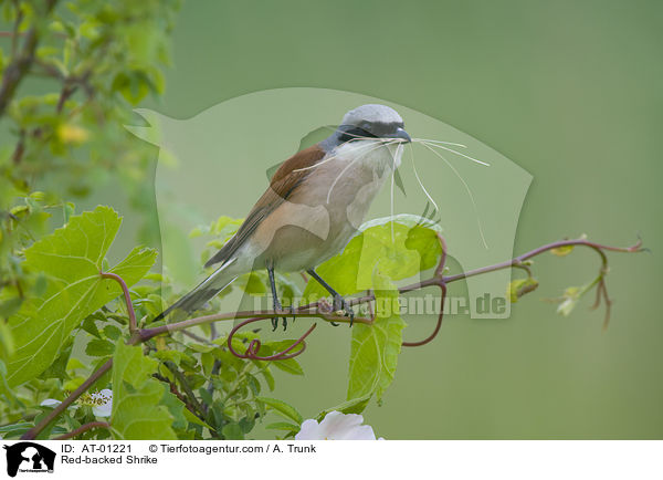 Neuntter / Red-backed Shrike / AT-01221