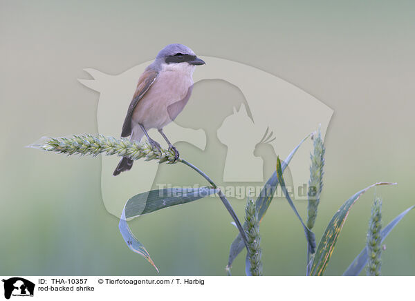 Neuntter / red-backed shrike / THA-10357