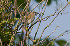 red-backed shrike