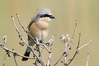 red-backed shrike