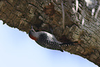 red-bellied woodpecker