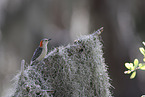 red-bellied woodpecker