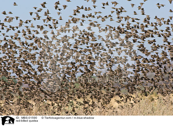 Blutschnabelweber / red-billed quelea / MBS-01590