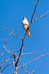 red-billed qelea