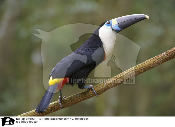 Weibrusttukan / red-billed toucan / JR-01603