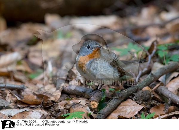 sitting Red-breasted Flycatcher / THA-06641