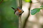 sitting Red-breasted Flycatcher