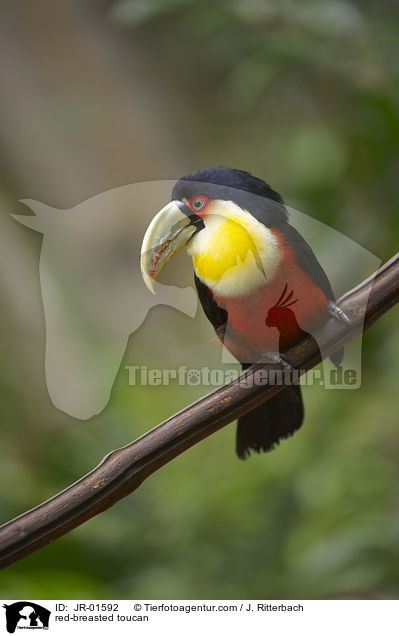 Bunttukan / red-breasted toucan / JR-01592