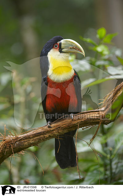 Bunttukan / red-breasted toucan / JR-01598