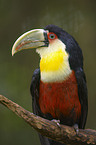 red-breasted toucan