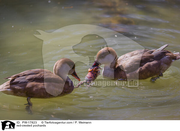 Kolbenenten / red-crested pochards / PW-17823