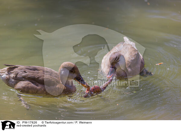 Kolbenenten / red-crested pochards / PW-17826