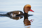 red-crested pochard