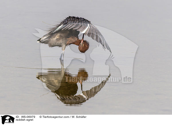 reddish egret / WS-06979