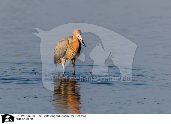 reddish egret / WS-06980