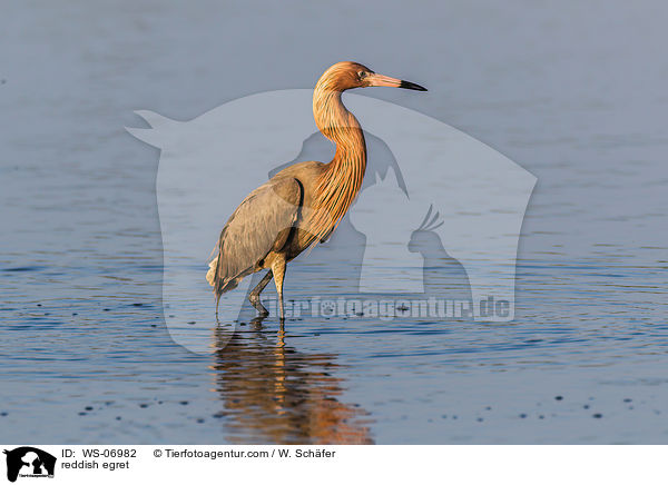 reddish egret / WS-06982