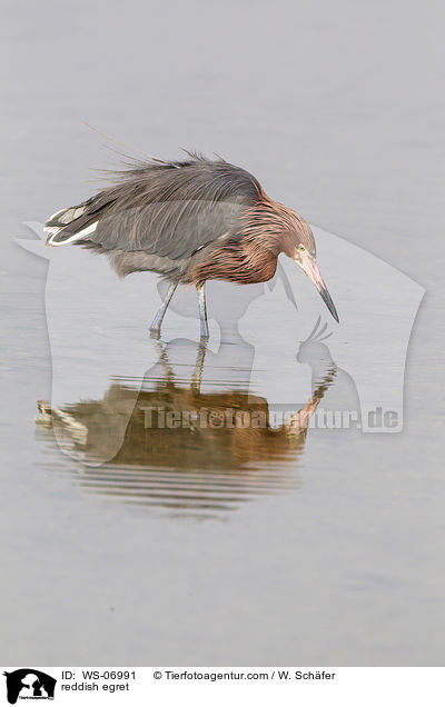 reddish egret / WS-06991