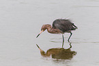 reddish egret