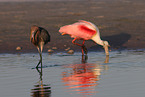 reddish egret