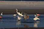 reddish egret