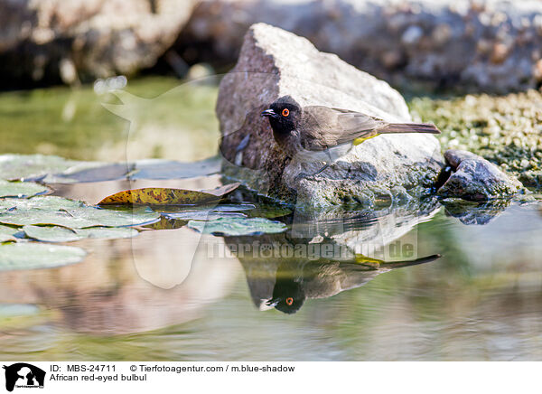 Maskenblbl / African red-eyed bulbul / MBS-24711