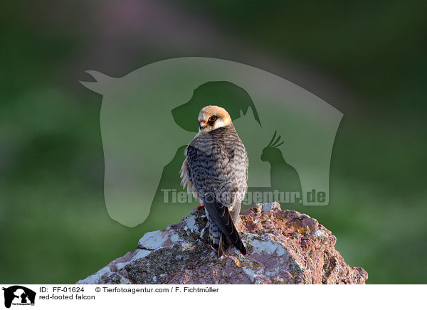 Rotfufalke / red-footed falcon / FF-01624