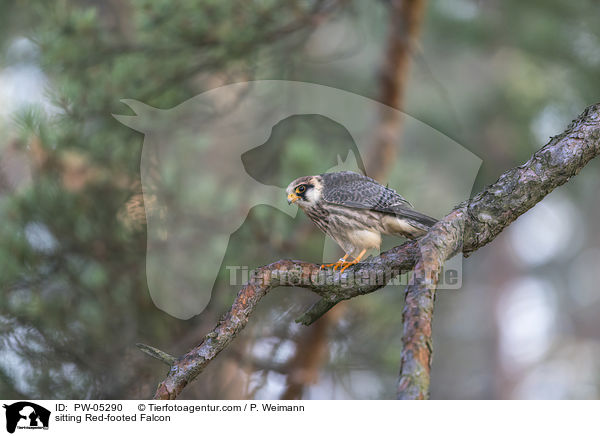 sitzender Rotfussfalke / sitting Red-footed Falcon / PW-05290