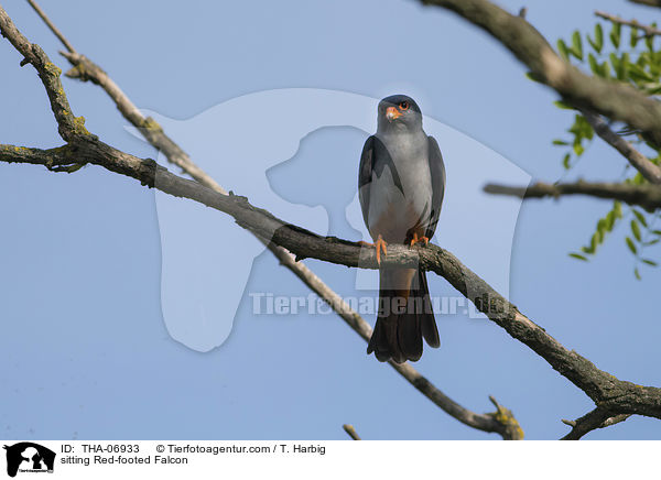 sitzender Rotfufalke / sitting Red-footed Falcon / THA-06933