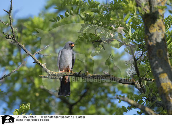 sitzender Rotfufalke / sitting Red-footed Falcon / THA-06936