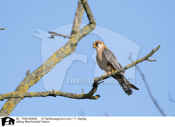 sitzender Rotfufalke / sitting Red-footed Falcon / THA-06938