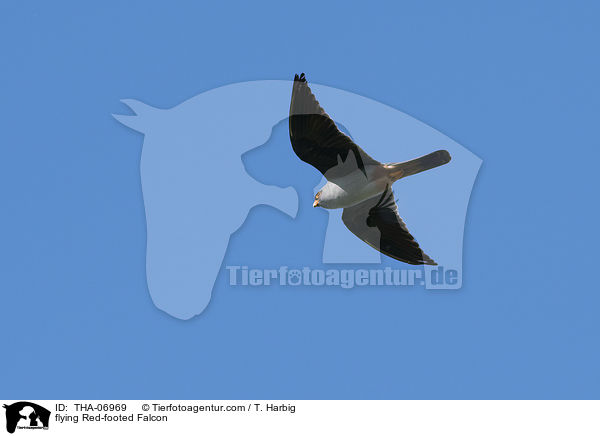 fliegender Rotfufalke / flying Red-footed Falcon / THA-06969