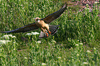 red-footed falcon