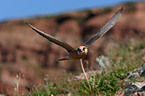 red-footed falcon