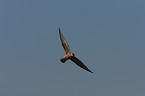 red-footed falcon