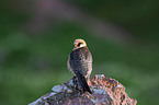 red-footed falcon