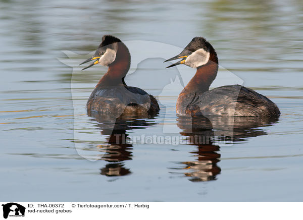 Rothalstaucher / red-necked grebes / THA-06372