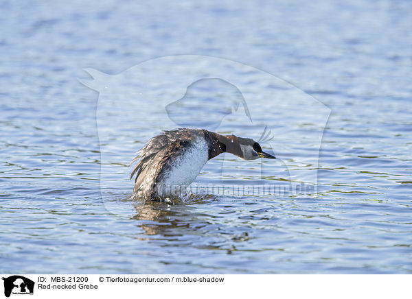 Rothalstaucher / Red-necked Grebe / MBS-21209